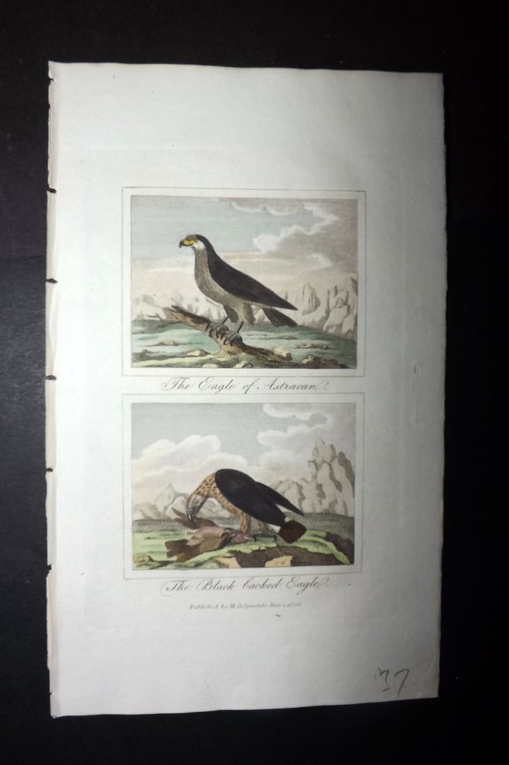 Buffon & Barr 1808 Hand Col Bird Print. Eagle of Astracan, Black Backed Eagle: Hand Colored Copper Plate Published 1808, London for "Natural History of Birds, Fish, Insects and Reptiles" [Barr's Buffon] by the Comte de Buffon et al. Paper Size: 7.5 x 4.5 inch (19 x 12cm) Good Co