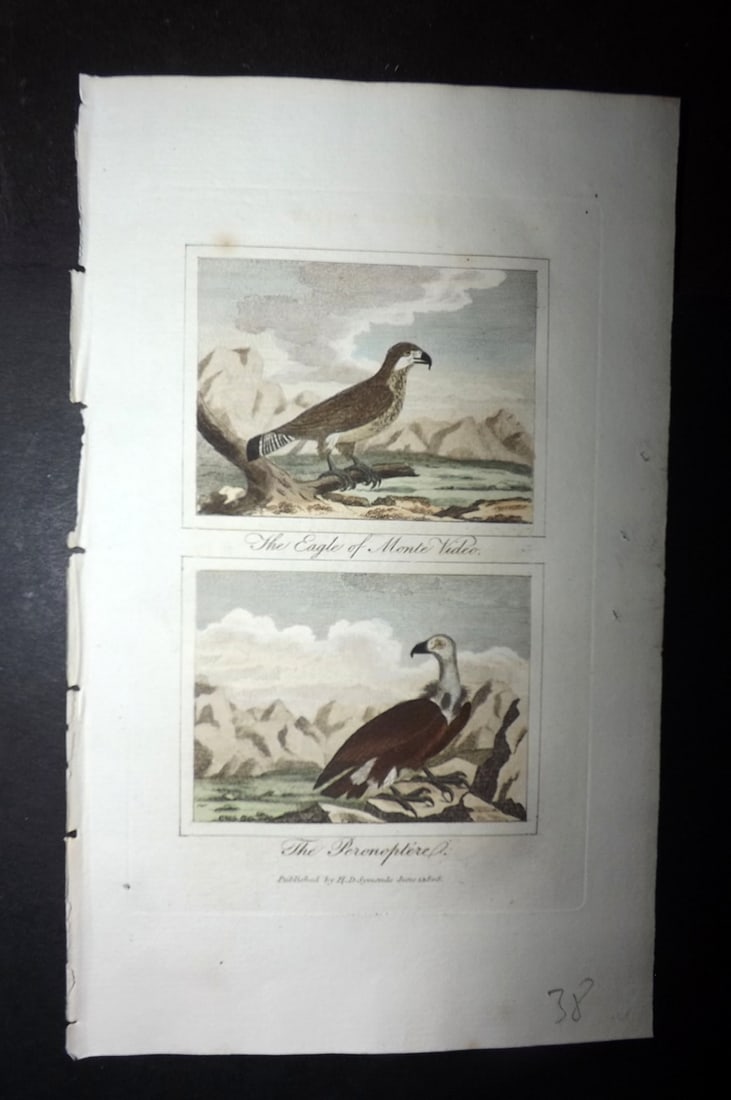 Buffon & Barr 1808 Hand Col Bird Print. Eagle of Montevideo, Peronoptere: Hand Colored Copper Plate Published 1808, London for "Natural History of Birds, Fish, Insects and Reptiles" [Barr's Buffon] by the Comte de Buffon et al. Paper Size: 7.5 x 4.5 inch (19 x 12cm) Good Co