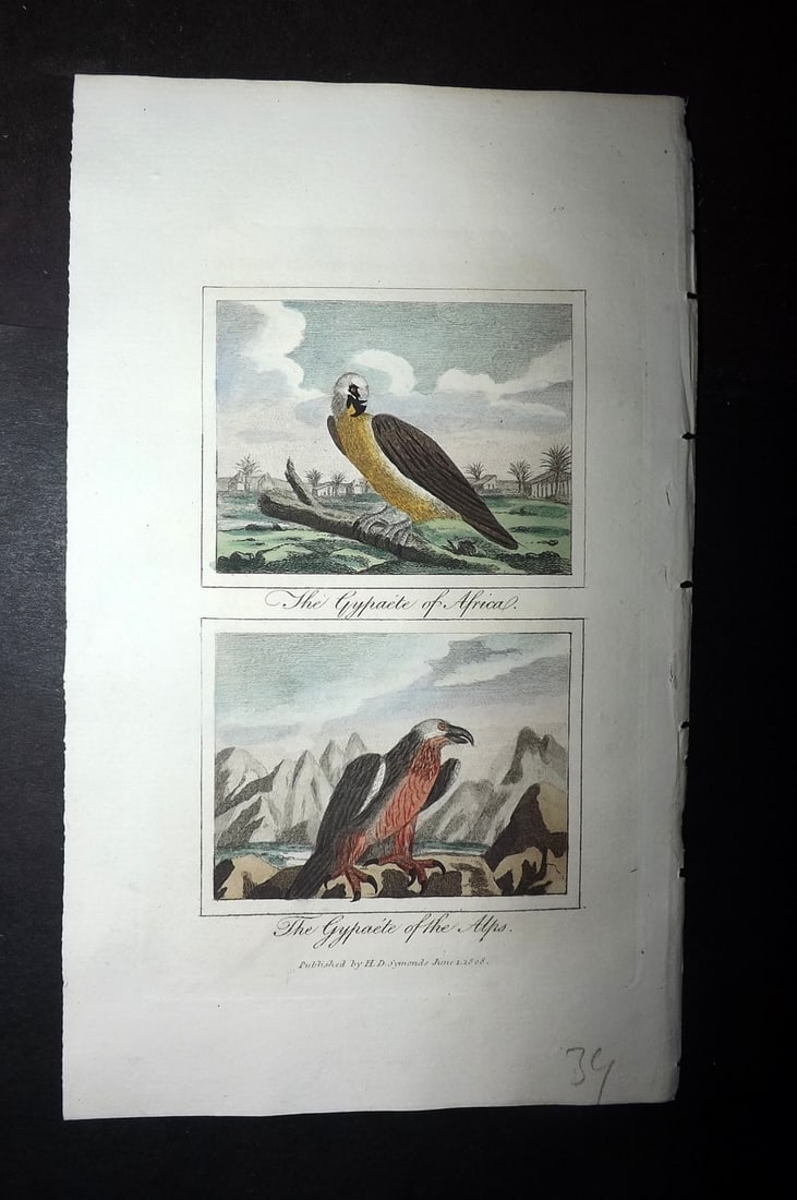 Buffon & Barr 1808 Hand Col Bird Print. Gypaete of Africa & The Alps: Hand Colored Copper Plate Published 1808, London for "Natural History of Birds, Fish, Insects and Reptiles" [Barr's Buffon] by the Comte de Buffon et al. Paper Size: 7.5 x 4.5 inch (19 x 12cm) Good Co