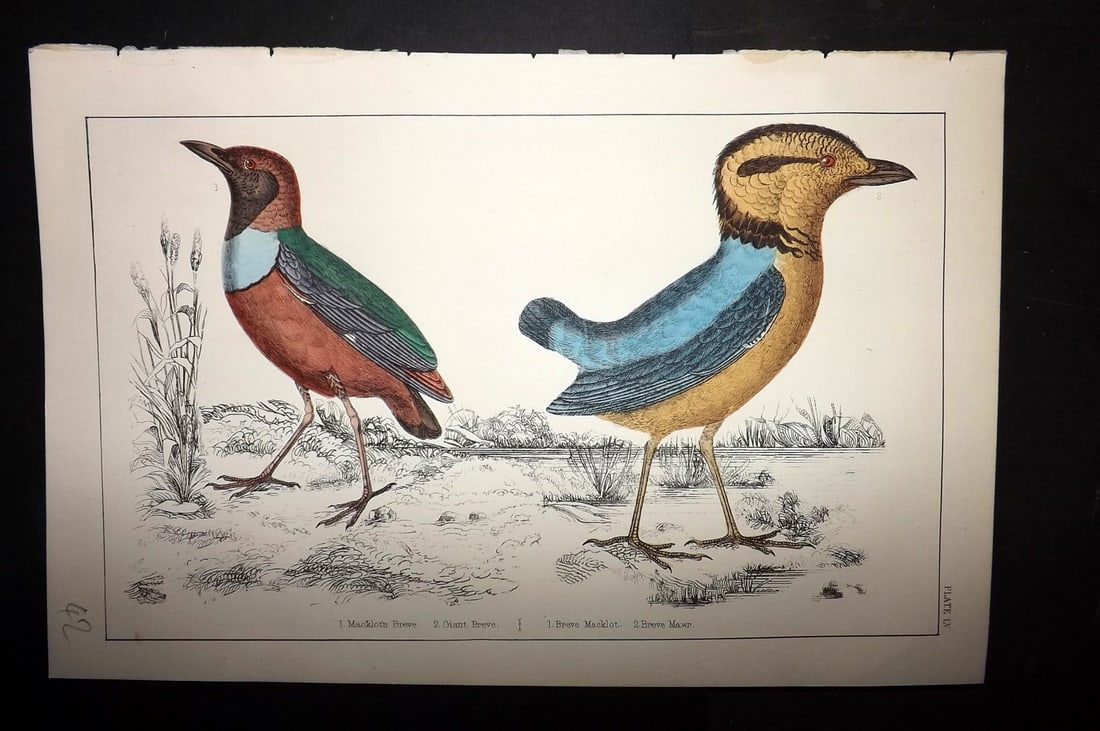 Goldsmith, Oliver C1855 Hand Col Bird Print. Macklot's & Giant Breve 55 (1 of 1)