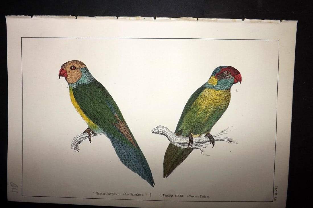 Goldsmith, Oliver C1855 Hand Col Bird Print. Slender & Iris Parrakeet 61: Hand Colored Etching/Engraving Published C1855 by A. Fullarton & Co., London for "A History of the Earth and Animated Nature" by Oliver Goldsmith. Paper Size: 10 x 6 inch (25 x 16cm) Good Condition