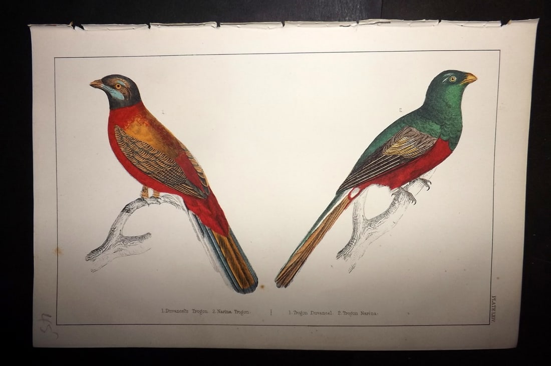 Goldsmith, Oliver C1855 Hand Col Bird Print. Duvancel's & Narina Trogon 64: Hand Colored Etching/Engraving Published C1855 by A. Fullarton & Co., London for "A History of the Earth and Animated Nature" by Oliver Goldsmith. Paper Size: 10 x 6 inch (25 x 16cm) Good Condition
