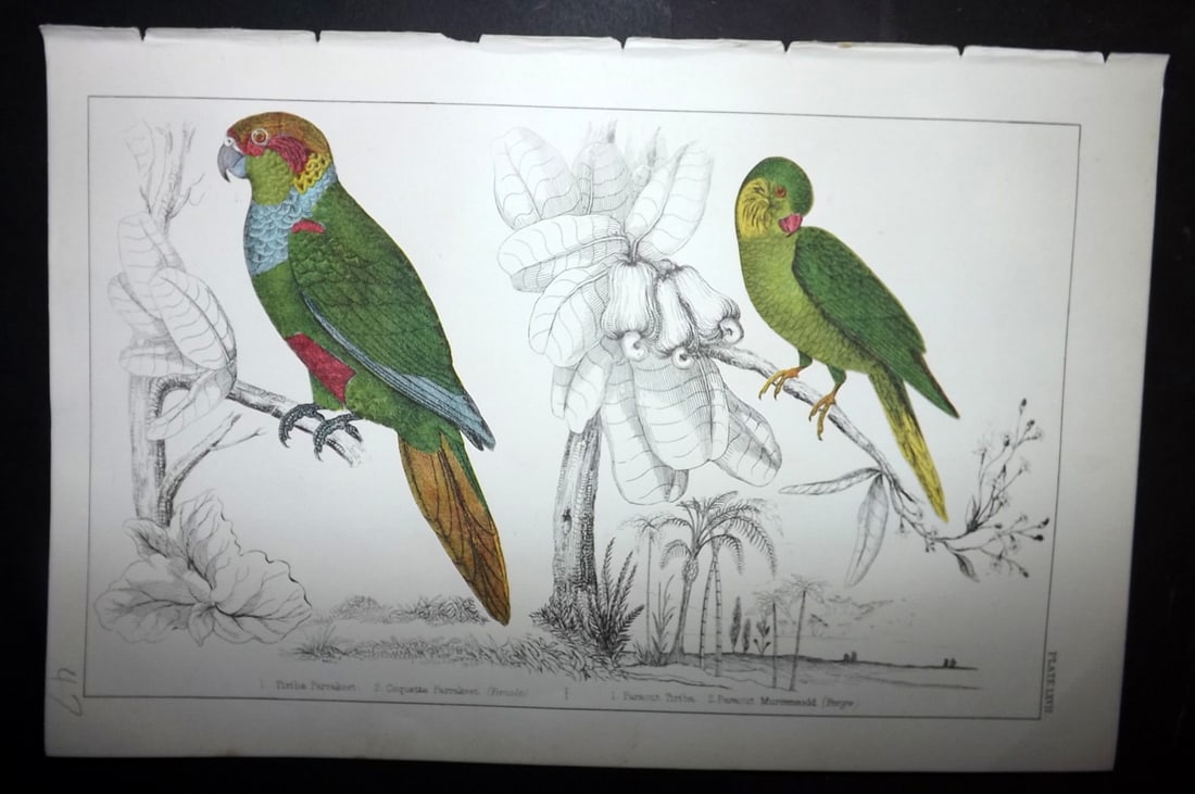 Goldsmith, Oliver C1855 Hand Col Bird Print. Tiriba & Coquette Parrakeet 67: Hand Colored Etching/Engraving Published C1855 by A. Fullarton & Co., London for "A History of the Earth and Animated Nature" by Oliver Goldsmith. Paper Size: 10 x 6 inch (25 x 16cm) Good Condition