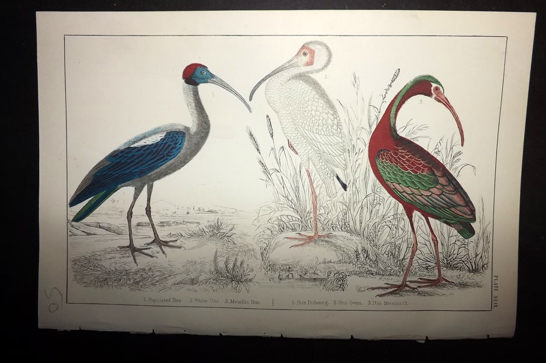 Goldsmith, Oliver C1855 Hand Col Bird Print. Ibis 49 (1 of 1)