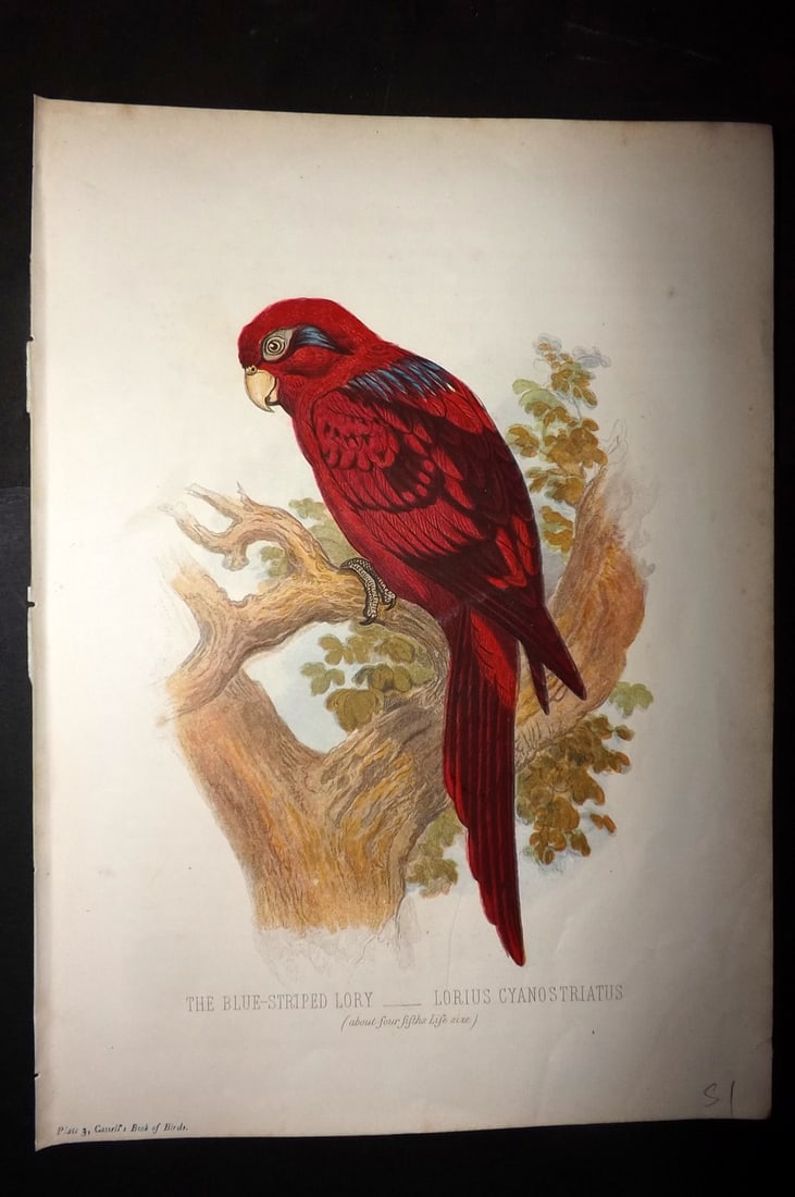 Jones, Thomas Rymer 1869 Antique Bird Print. Blue Striped Lory (1 of 1)