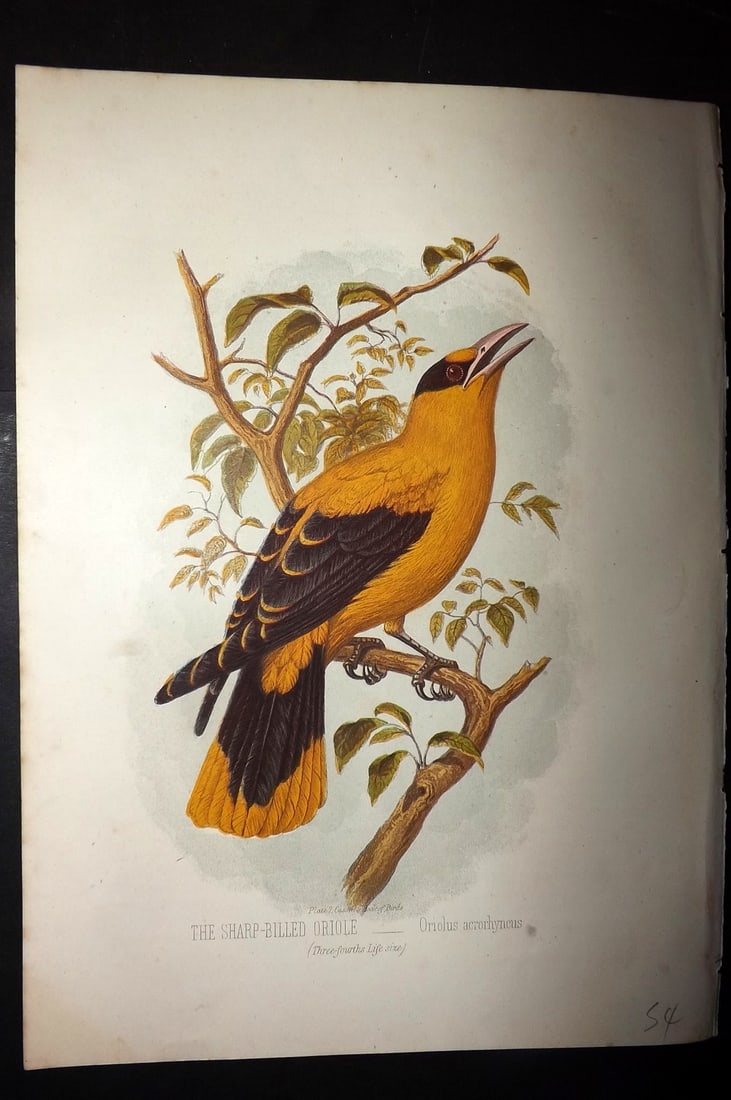 Jones, Thomas Rymer 1869 Antique Bird Print. Sharp Billed Oriole: Colour Printed Woodblock Published 1869 by Cassell, Petter, and Galpin, London for "Cassell's Book of Birds" by Thomas Rymer Jones. Paper Size: 10 x 7.5 inch (25 x 19cm) Good Condition