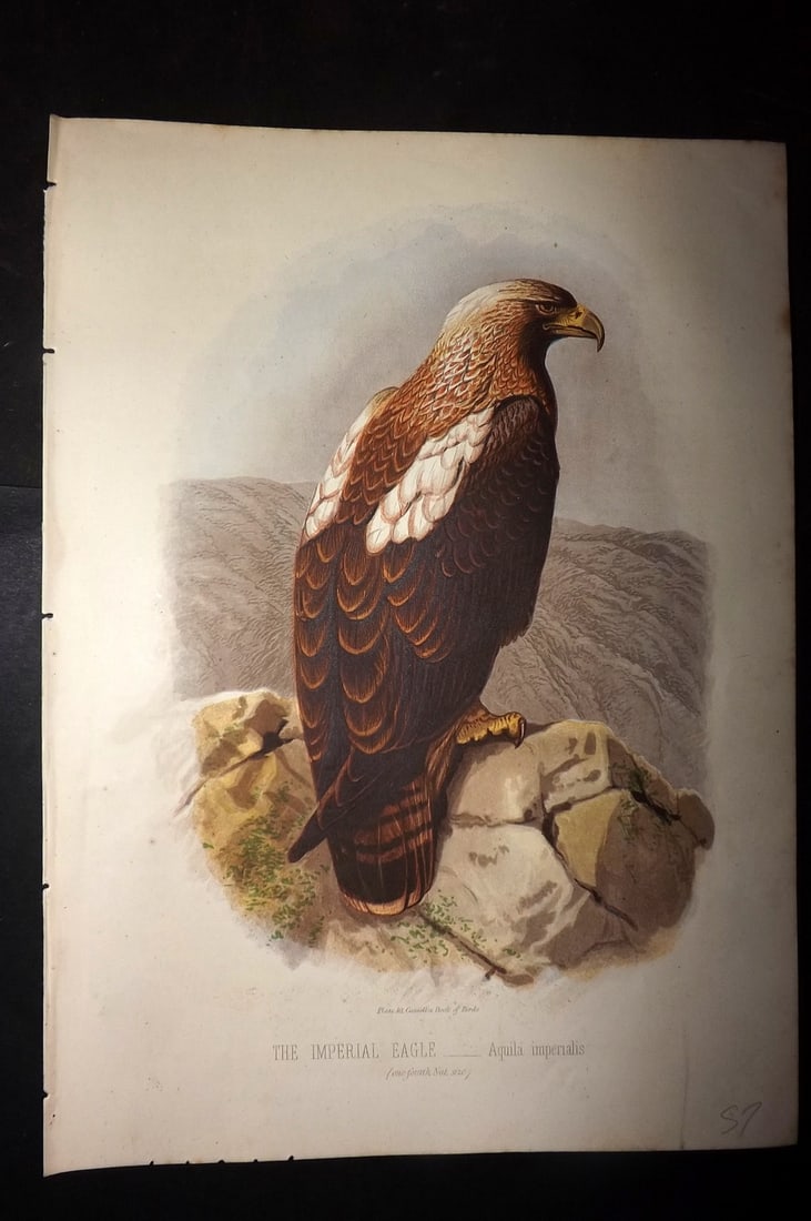 Jones, Thomas Rymer 1869 Antique Bird Print. Imperial Eagle (1 of 1)