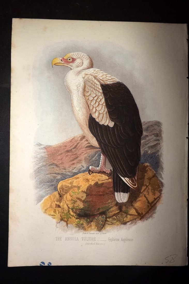 Jones, Thomas Rymer 1869 Antique Bird Print. Angola Vulture (1 of 1)