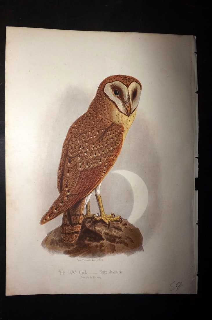 Jones, Thomas Rymer 1869 Antique Bird Print. Java Owl (1 of 1)