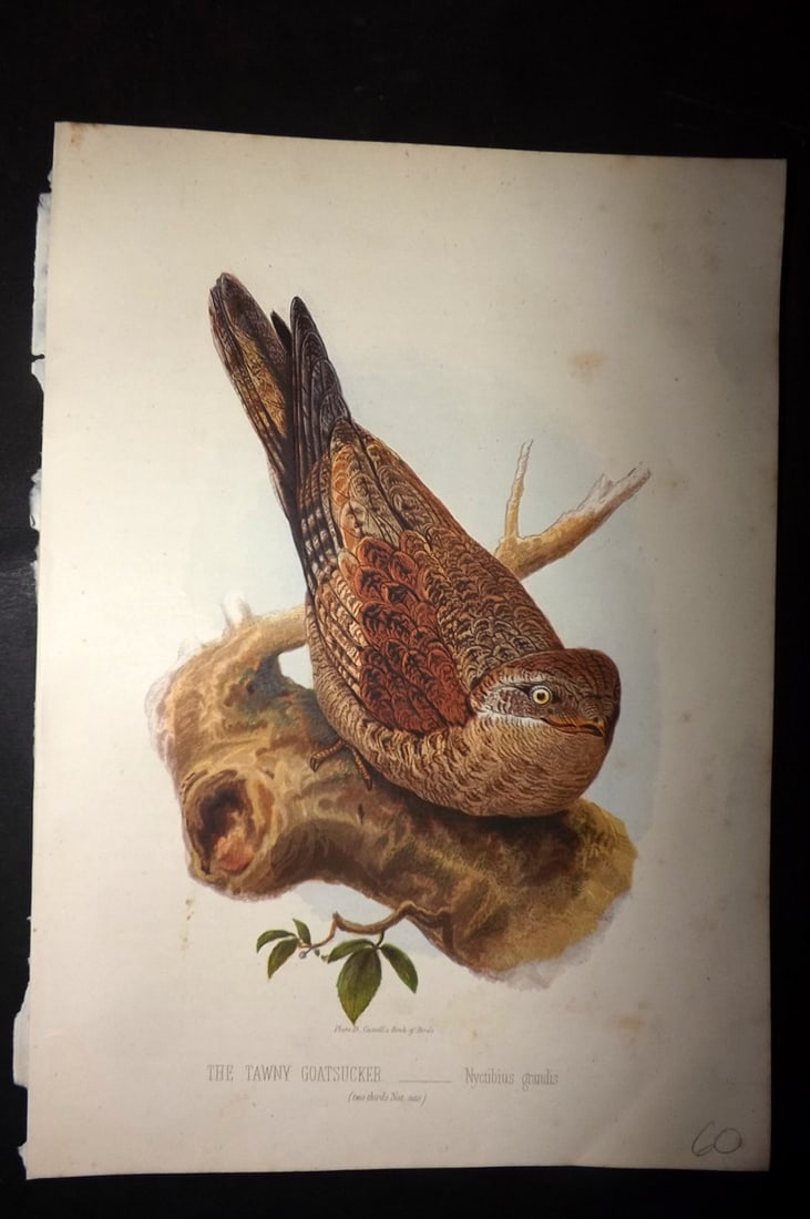 Jones, Thomas Rymer 1869 Antique Bird Print. Tawny Goatsucker: Colour Printed Woodblock Published 1869 by Cassell, Petter, and Galpin, London for "Cassell's Book of Birds" by Thomas Rymer Jones. Paper Size: 10 x 7.5 inch (25 x 19cm) Good Condition
