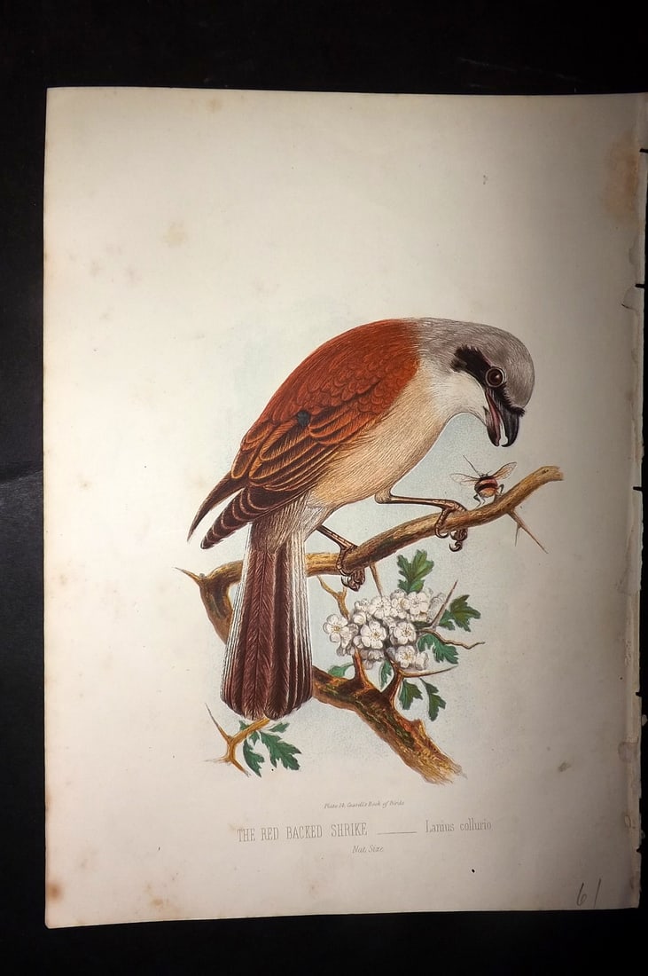 Jones, Thomas Rymer 1869 Antique Bird Print. Red Backed Shrike: Colour Printed Woodblock Published 1869 by Cassell, Petter, and Galpin, London for "Cassell's Book of Birds" by Thomas Rymer Jones. Paper Size: 10 x 7.5 inch (25 x 19cm) Good Condition