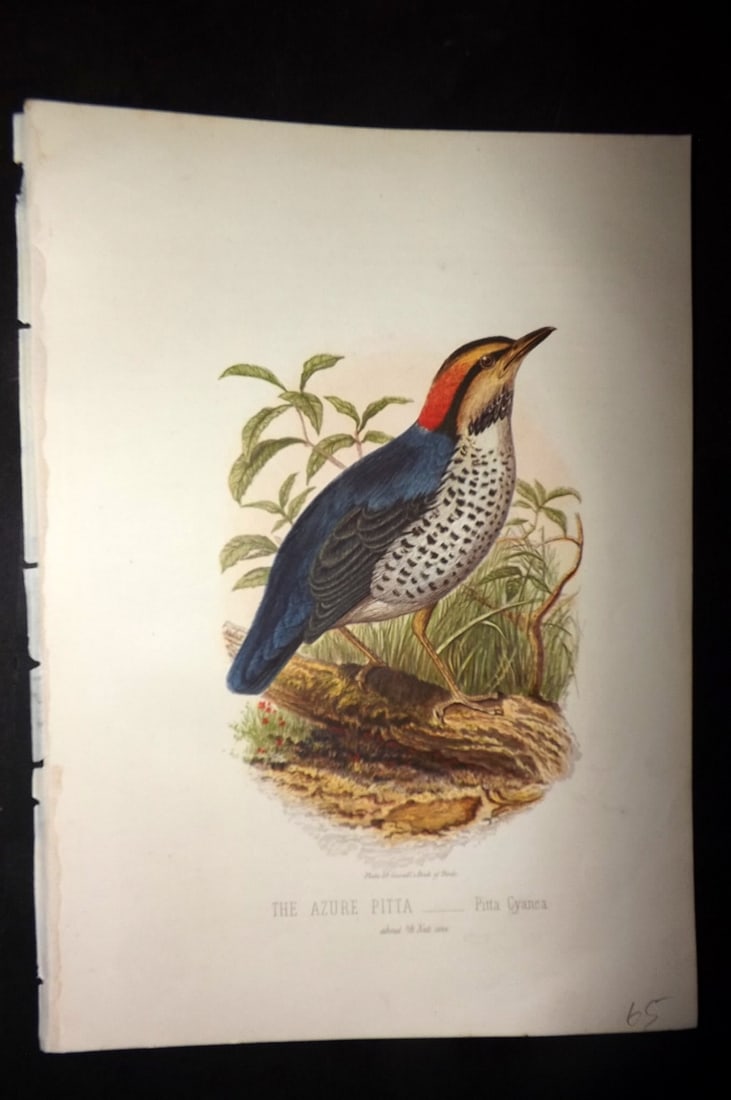 Jones, Thomas Rymer 1869 Antique Bird Print. Azure Pitta: Colour Printed Woodblock Published 1869 by Cassell, Petter, and Galpin, London for "Cassell's Book of Birds" by Thomas Rymer Jones. Paper Size: 10 x 7.5 inch (25 x 19cm) Good Condition