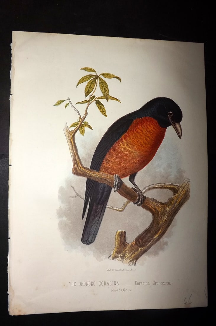 Jones, Thomas Rymer 1869 Antique Bird Print. Oronoko Coracina: Colour Printed Woodblock Published 1869 by Cassell, Petter, and Galpin, London for "Cassell's Book of Birds" by Thomas Rymer Jones. Paper Size: 10 x 7.5 inch (25 x 19cm) Good Condition