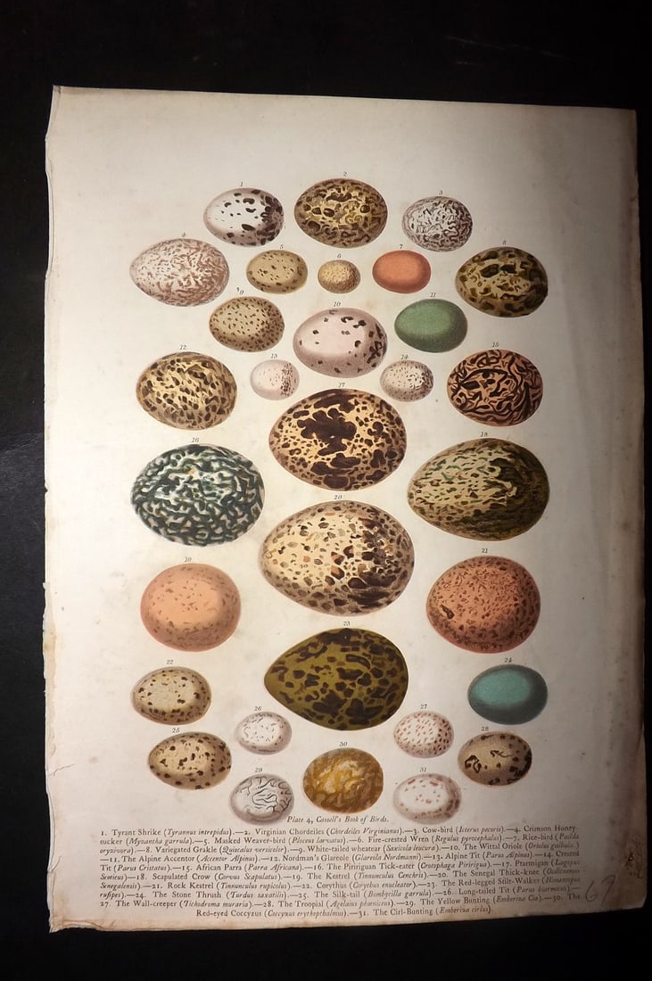 Jones, Thomas Rymer 1869 Antique Bird Egg Print. Kestrel, Shrike, Goldfinch, Tit etc: Colour Printed Woodblock Published 1869 by Cassell, Petter, and Galpin, London for "Cassell's Book of Birds" by Thomas Rymer Jones. Paper Size: 10 x 7.5 inch (25 x 19cm) Good Condition