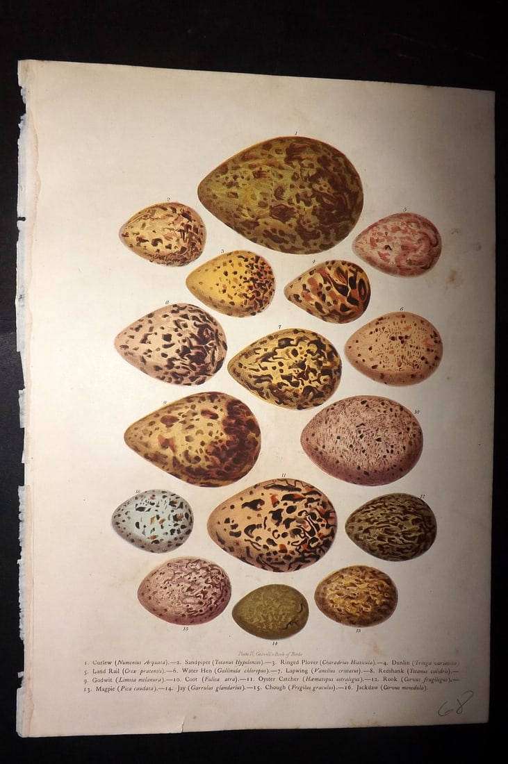 Jones, Thomas Rymer 1869 Antique Bird Egg Print. Curlew, Plover, Roog, Magpie etc (1 of 1)