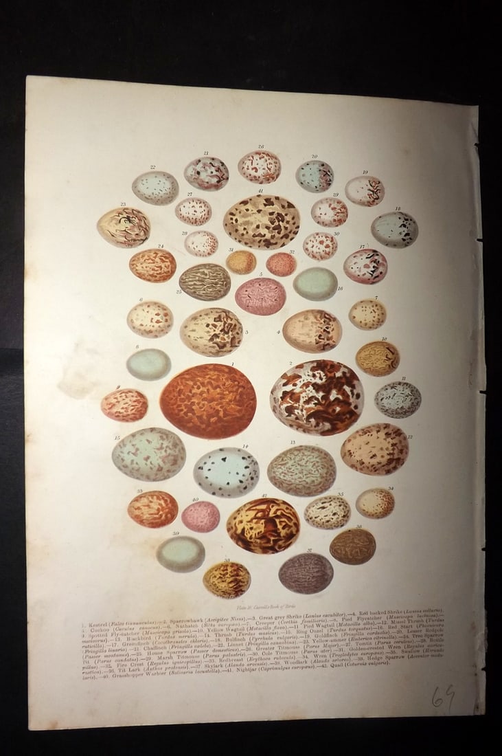 Jones, Thomas Rymer 1869 Antique Bird Egg Print. Shrike, Wren, Kestrel, Thrush etc: Colour Printed Woodblock Published 1869 by Cassell, Petter, and Galpin, London for "Cassell's Book of Birds" by Thomas Rymer Jones. Paper Size: 10 x 7.5 inch (25 x 19cm) Good Condition