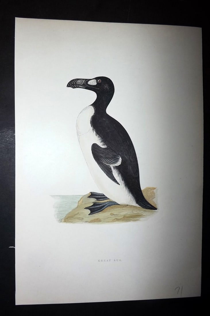 Morris, Francis 1897 Hand Col Bird Print. Exctint Great Auk: Woodblock Published 1895-97 by Groombridge & Sons, London for "A History of British Birds" by the Rev. Francis Orpen Morris. Printed in colours and finished by hand. Paper Size: 10 x 7 inch (26 x 18cm