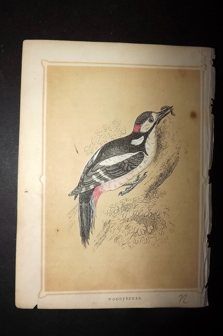 Morris, Francis 1852 Bird Print. Woodpecker (1 of 1)