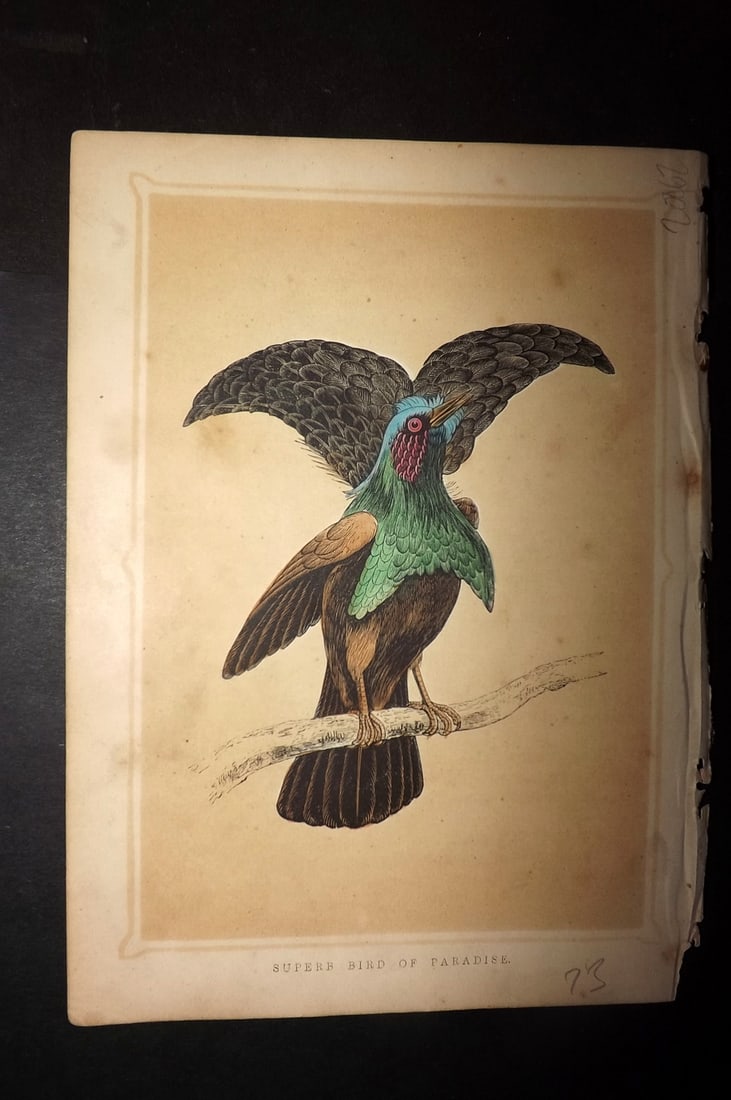Morris, Francis 1852 Bird Print. Superb Bird of Paradise: Colour Printed Woodblock Published 1852, London for "Book of Natural History" by The Rev. Francis Morris Orpen. Some plates with additional hand colour. Paper Size: 7 x 5 inch (18 x 13cm) Some toning,