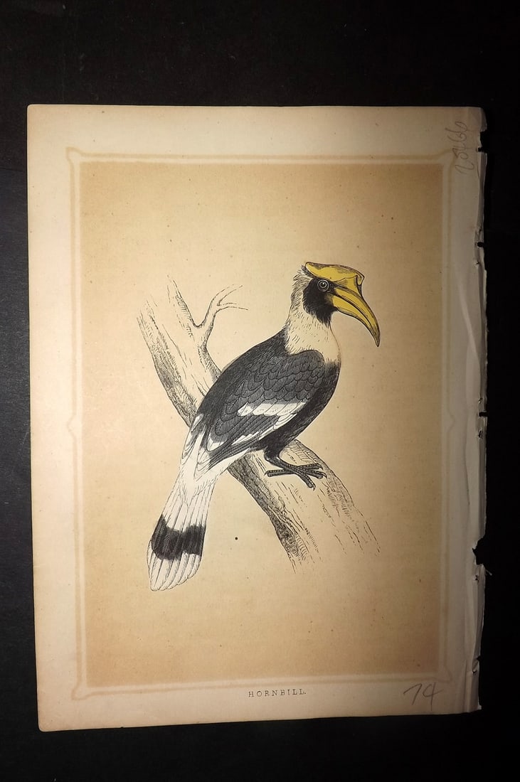 Morris, Francis 1852 Bird Print. Hornbill: Colour Printed Woodblock Published 1852, London for "Book of Natural History" by The Rev. Francis Morris Orpen. Some plates with additional hand colour. Paper Size: 7 x 5 inch (18 x 13cm) Some toning,