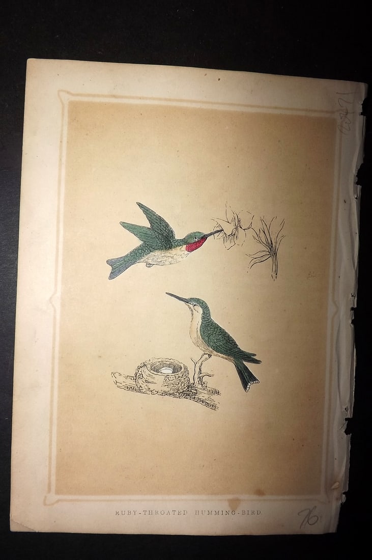 Morris, Francis 1852 Bird Print. Ruby Throated Hummingbird (1 of 1)