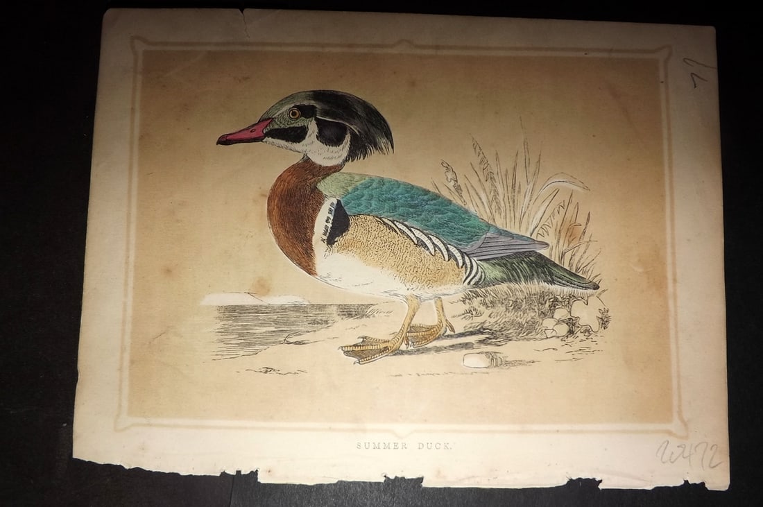 Morris, Francis 1852 Bird Print. Summer Duck (1 of 1)