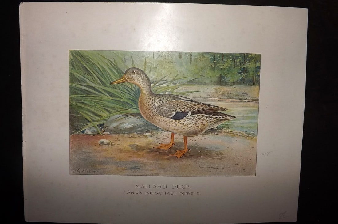 Ridgway & Fuertes 1902 Folio Bird Print. Mallard Duck (1 of 1)