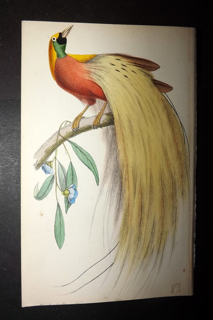 Tyas, Robert 1868 Hand Col Bird Print. Bird of Paradisse (1 of 1)