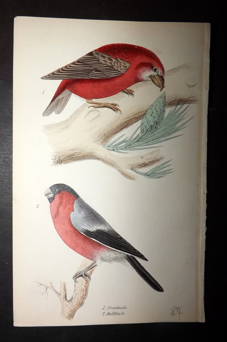 Tyas, Robert 1868 Hand Col Bird Print. Grossbeak, Bullfinch (1 of 1)