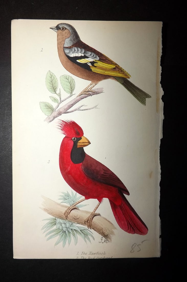 Tyas, Robert 1868 Hand Col Bird Print. Hawfinch, Red Cardinal (1 of 1)