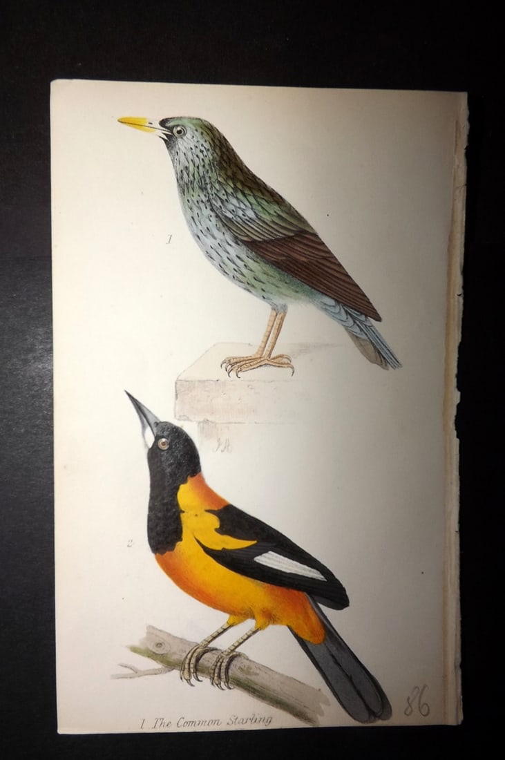 Tyas, Robert 1868 Hand Col Bird Print. Common Starling, Oriole (1 of 1)