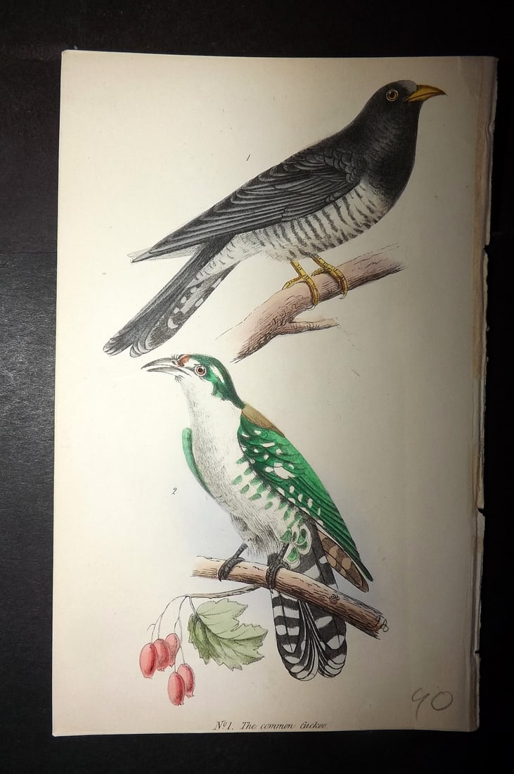 Tyas, Robert 1868 Hand Col Bird Print. Cuckoo (1 of 1)