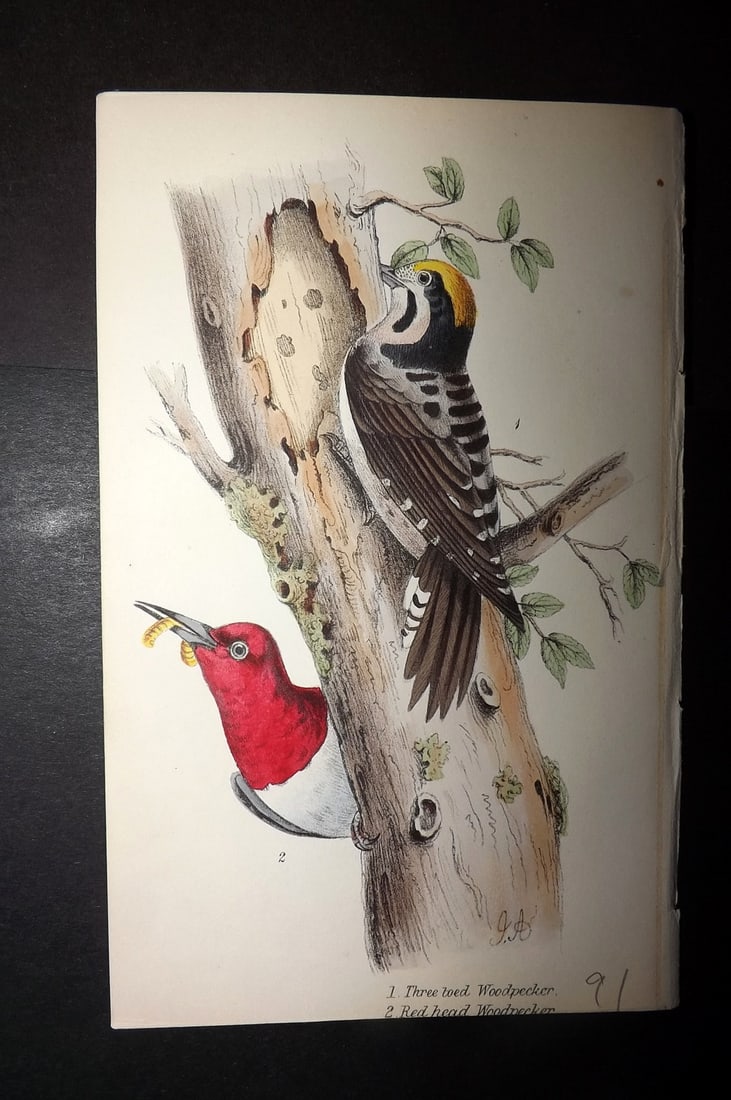 Tyas, Robert 1868 Hand Col Bird Print. Woodpeckers - Three Toed & Red head (1 of 1)
