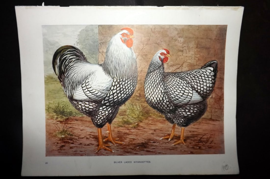 Wright & Ludlow C1910 Bird Poultry Print. Silver Laced Wyandottes (1 of 1)
