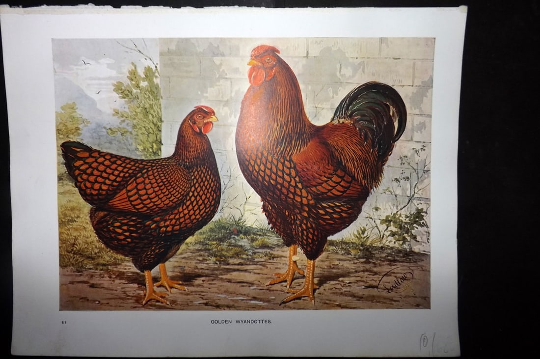 Wright & Ludlow C1910 Bird Poultry Print. Golden Wyandottes (1 of 1)