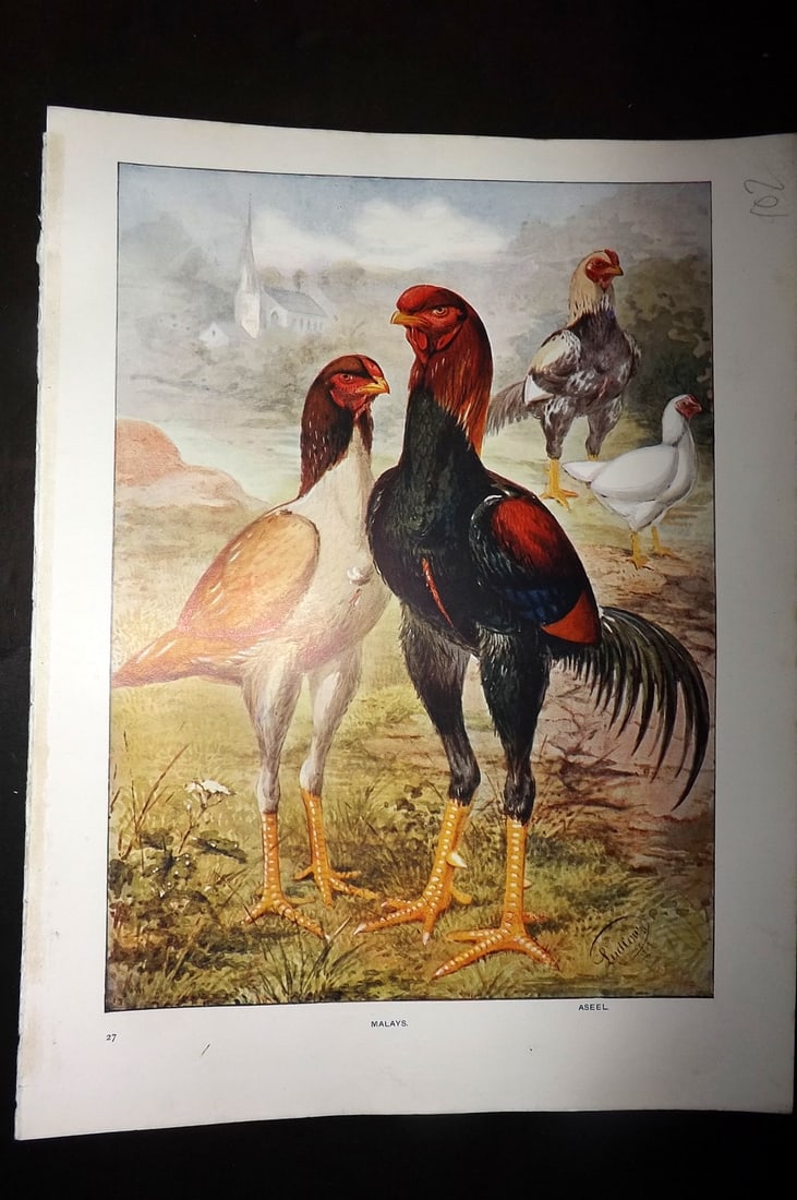 Wright & Ludlow C1910 Bird Poultry Print. Malays (1 of 1)