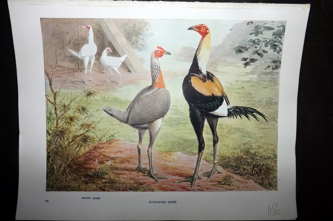 Wright & Ludlow C1910 Bird Poultry Print. Duckwing Game (1 of 1)