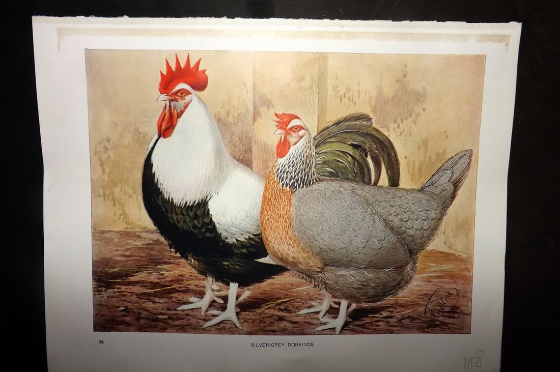 Wright & Ludlow C1910 Bird Poultry Print. Silver Grey Dorkings (1 of 1)