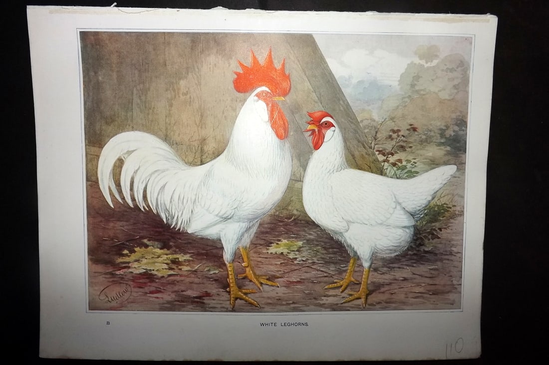 Wright & Ludlow C1910 Bird Poultry Print. White Leghorns (1 of 1)