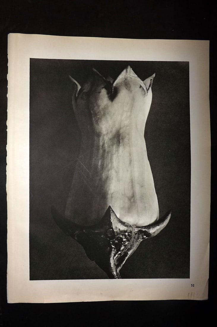 Blossfeldt, Karl 1942 Folio Vintage Botanical Print 52: Photogravures Published 1953, Berlin for "Urformen der Kunst" by Karl Blossfeldt. Reverse side blank. Paper Size: 12.5 x 10 inch (32 x 25cm) Good Condition