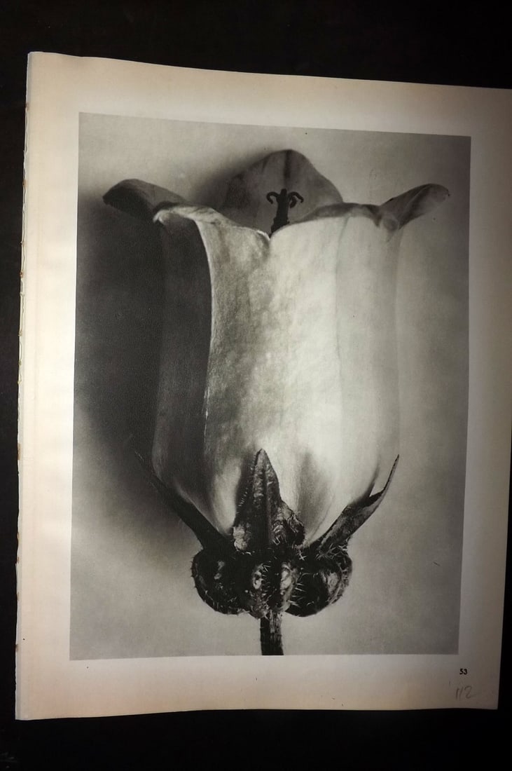 Blossfeldt, Karl 1942 Folio Vintage Botanical Print 53: Photogravures Published 1953, Berlin for "Urformen der Kunst" by Karl Blossfeldt. Reverse side blank. Paper Size: 12.5 x 10 inch (32 x 25cm) Good Condition