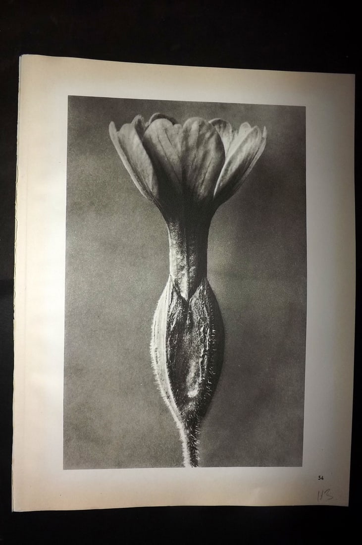 Blossfeldt, Karl 1942 Folio Vintage Botanical Print 54: Photogravures Published 1953, Berlin for "Urformen der Kunst" by Karl Blossfeldt. Reverse side blank. Paper Size: 12.5 x 10 inch (32 x 25cm) Good Condition