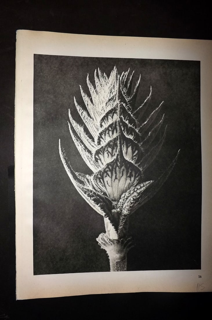 Blossfeldt, Karl 1942 Folio Vintage Botanical Print 56: Photogravures Published 1953, Berlin for "Urformen der Kunst" by Karl Blossfeldt. Reverse side blank. Paper Size: 12.5 x 10 inch (32 x 25cm) Good Condition