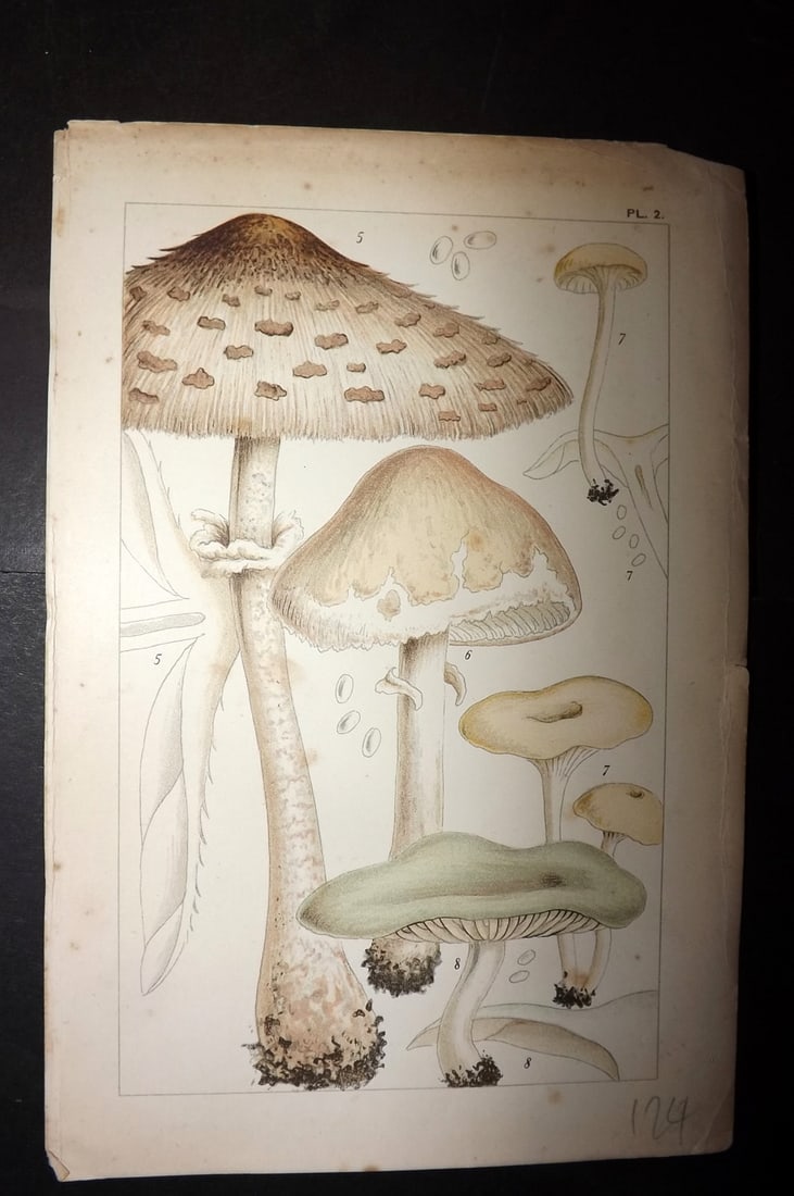 Cooke 1891 Antique Fungi Print. Agaricus Mushroom 02: Chromolithograph Published 1891, London for "British Edible Fungi" by Mordecai Cubitt Cooke. Paper Size: 7.5 x 5 inch (19 x 12.5cm) Very minor toning. Good Condition