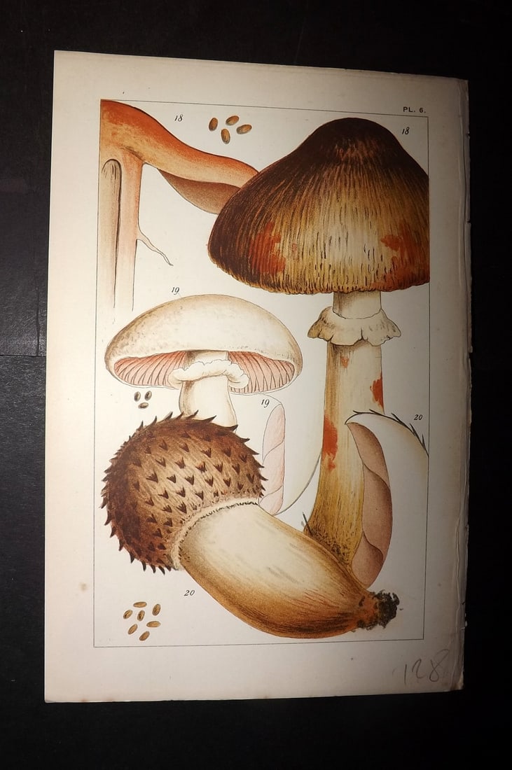 Cooke 1891 Antique Fungi Print. Agaricus Mushroom 06: Chromolithograph Published 1891, London for "British Edible Fungi" by Mordecai Cubitt Cooke. Paper Size: 7.5 x 5 inch (19 x 12.5cm) Good Condition