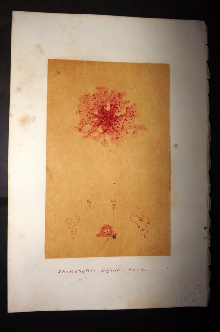 Original Art C1875 Seaweed. Rhodophyllis Bifida 05: Pen, Ink and/or Watercolour Made in C1875, England for a privately created work on British Seaweeds by an unknown but Gifted Artist. Each drawing with accompanying descriptive manuscript plate, also f