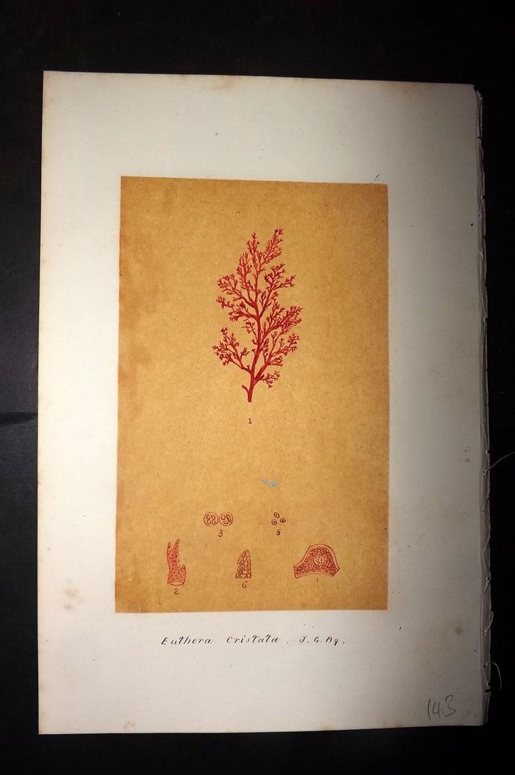 Original Art C1875 Seaweed. Euthora Cristata 06: Pen, Ink and/or Watercolour Made in C1875, England for a privately created work on British Seaweeds by an unknown but Gifted Artist. Each drawing with accompanying descriptive manuscript plate, also f