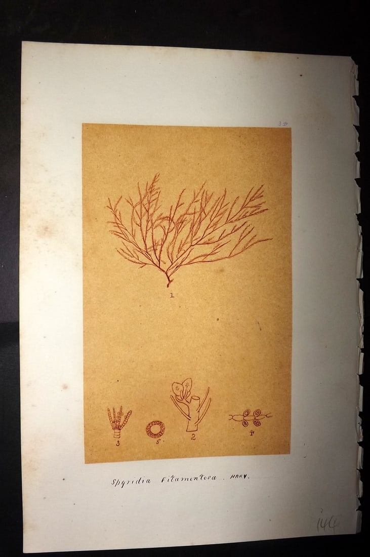 Original Art C1875 Seaweed. Spyridia Filamentosa 34: Pen, Ink and/or Watercolour Made in C1875, England for a privately created work on British Seaweeds by an unknown but Gifted Artist. Each drawing with accompanying descriptive manuscript plate, also f