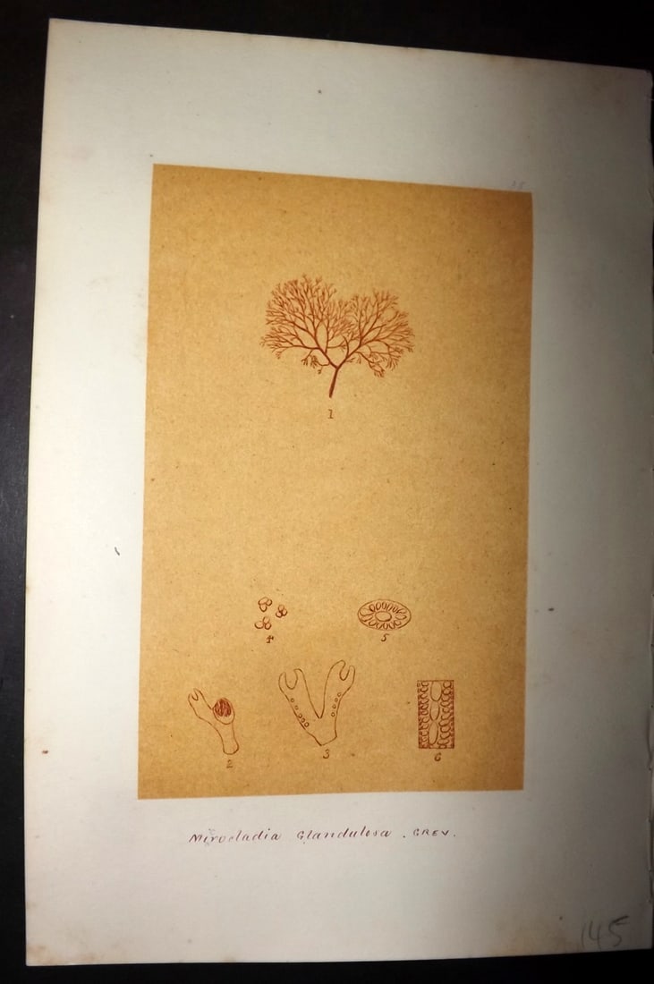 Original Art C1875 Seaweed. Microccladia Gladulosa 35: Pen, Ink and/or Watercolour Made in C1875, England for a privately created work on British Seaweeds by an unknown but Gifted Artist. Each drawing with accompanying descriptive manuscript plate, also f
