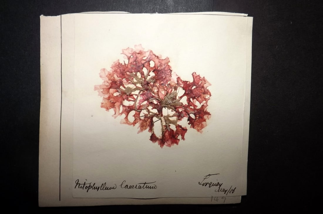 Pressed Seaweed 1880's British Herbarium from Torquay, Devon (1 of 1)